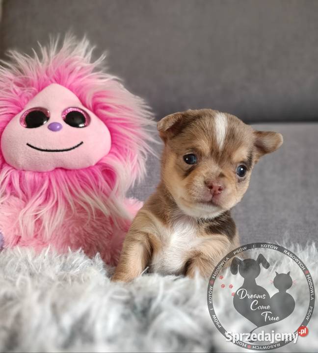 Sunia Rodowodowa Chihuahua Merle Do Rezerwacji