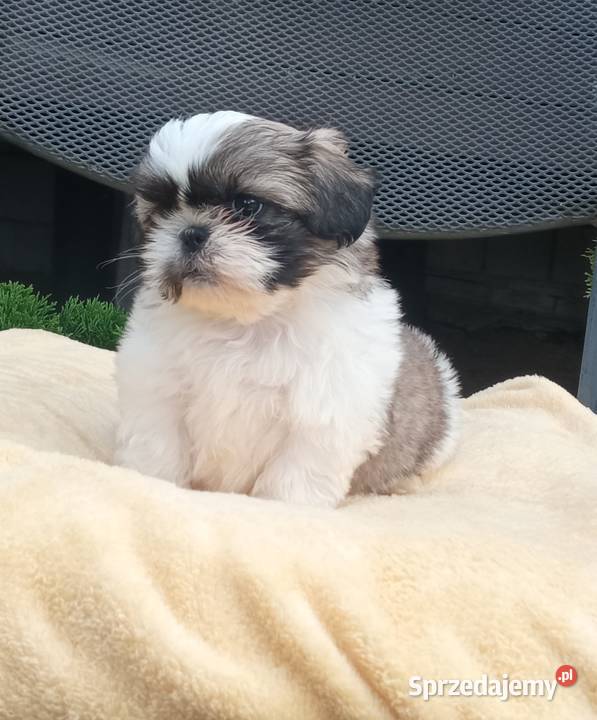 Chłopczyk Shihtzu tricolor z wielopokoleniowym Nowe Miasto Lubawskie sprzedam