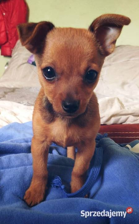 Pinczer Miniaturka Pozostałe mazowieckie Płock