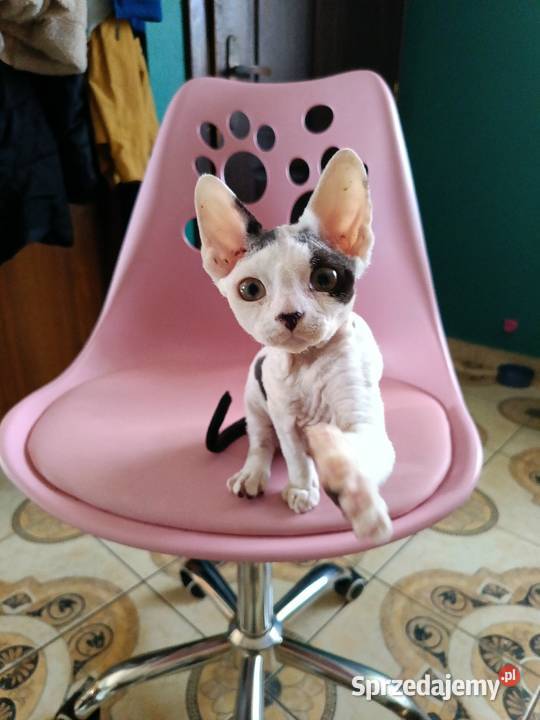 Devon rex kocurek Przysucha