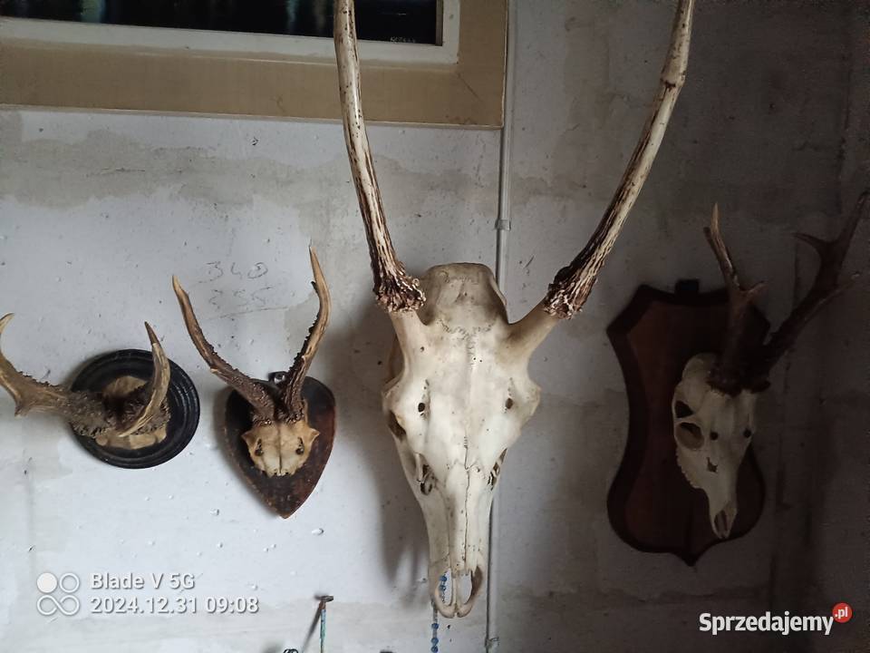 Poroże jelenia szpiczak z czaszką Wyszków