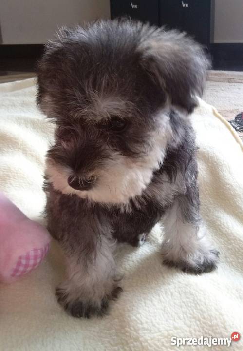 Sznaucer miniatura Psy Psy Latosówka