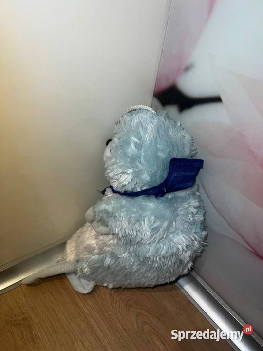 Misiu foczka super miś pomorskie