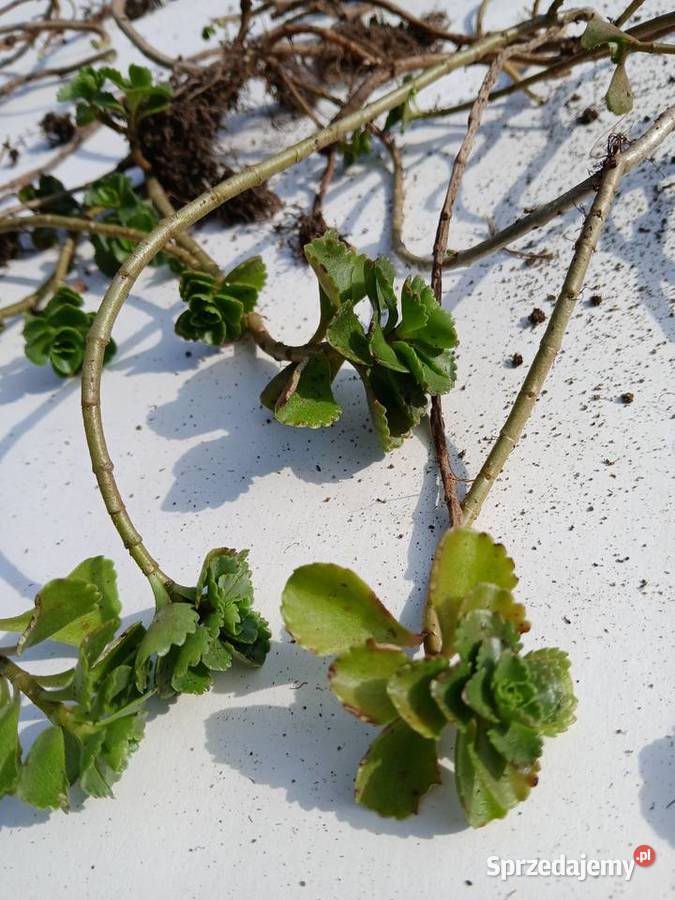 Rozchodnik kaukaski na skalniak do donic Nowy Sącz