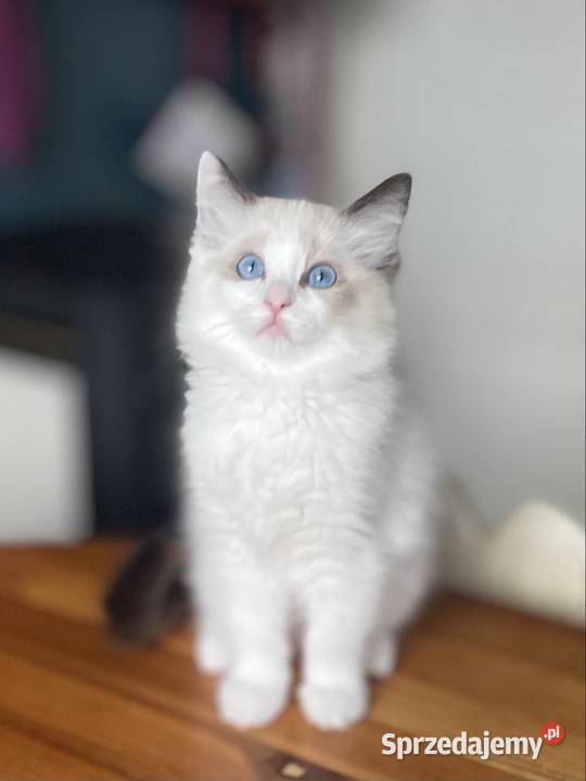 Ragdoll kotka rodowód FPL śląskie Częstochowa