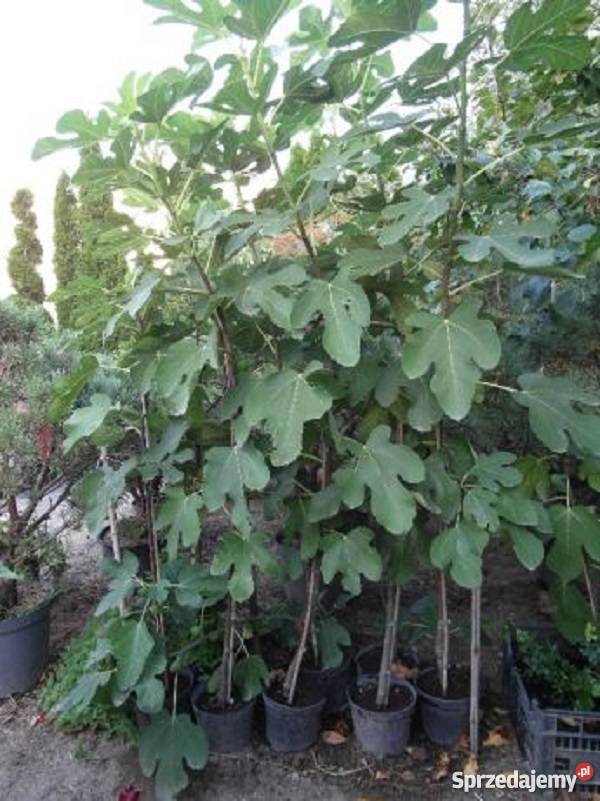 Figa sadzonka Gostyń sprzedam