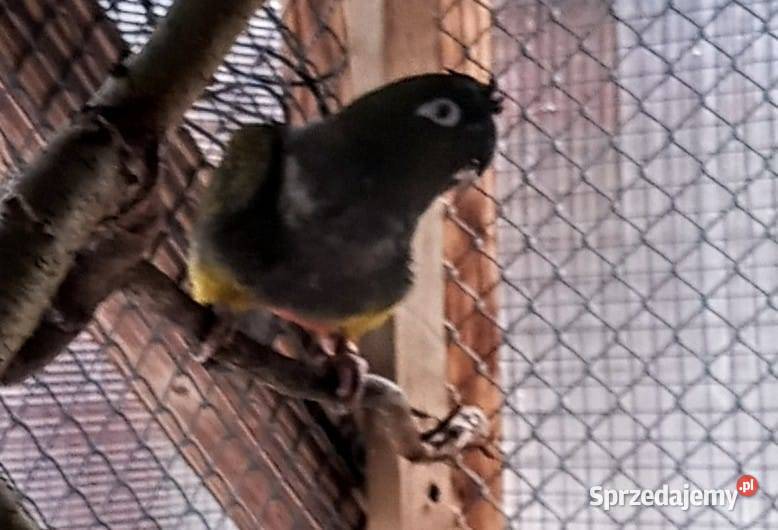 Papugi Konury Patagońskie Barłożno