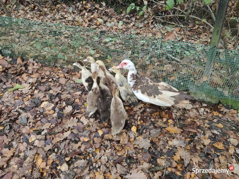 KACZKI FRANCUSKIE Drób i ptactwo Dobczyce sprzedam