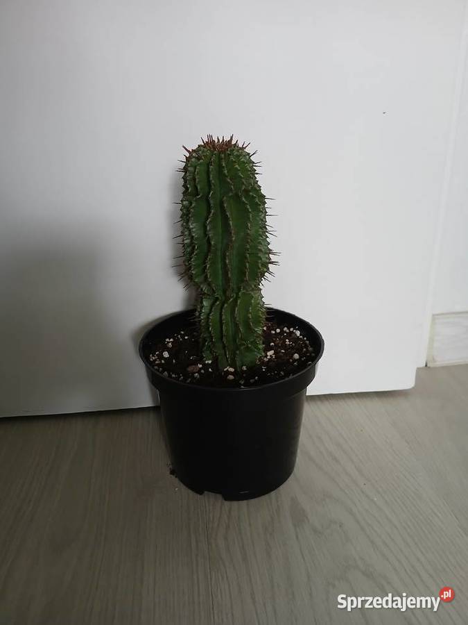 Euphorbia Horrida wilczomlecz Częstochowa