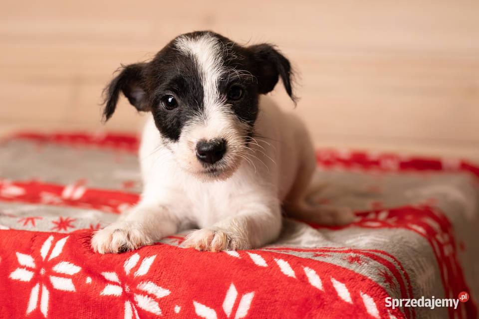 Parson Russell Terrier Szczenięta ZKwP mazowieckie Warszawa