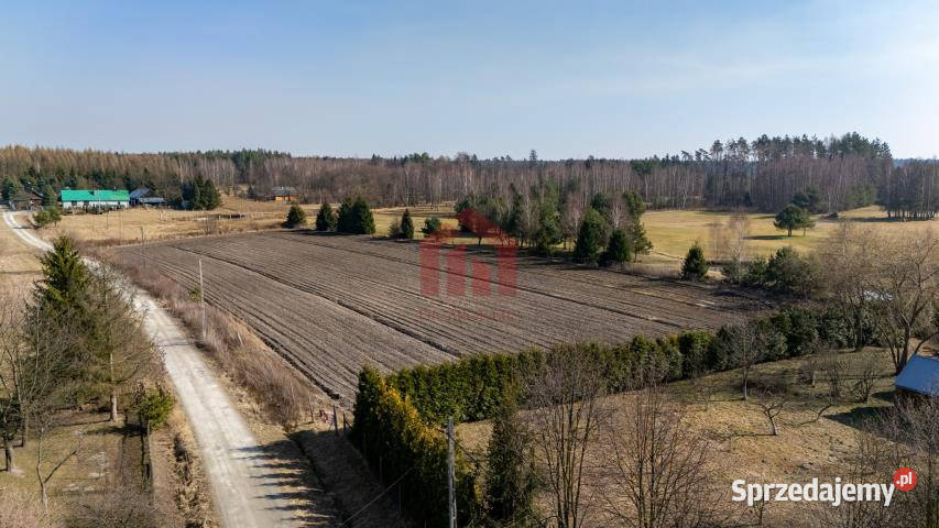 sprzedaży działki Krzywa 3100m2 asfalt sprzedam