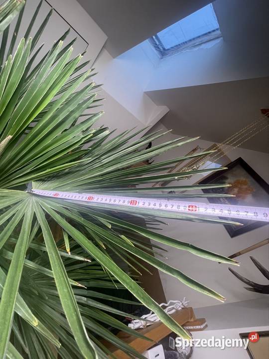 Trachycarpus fortunei 120 Roślina Szczecin