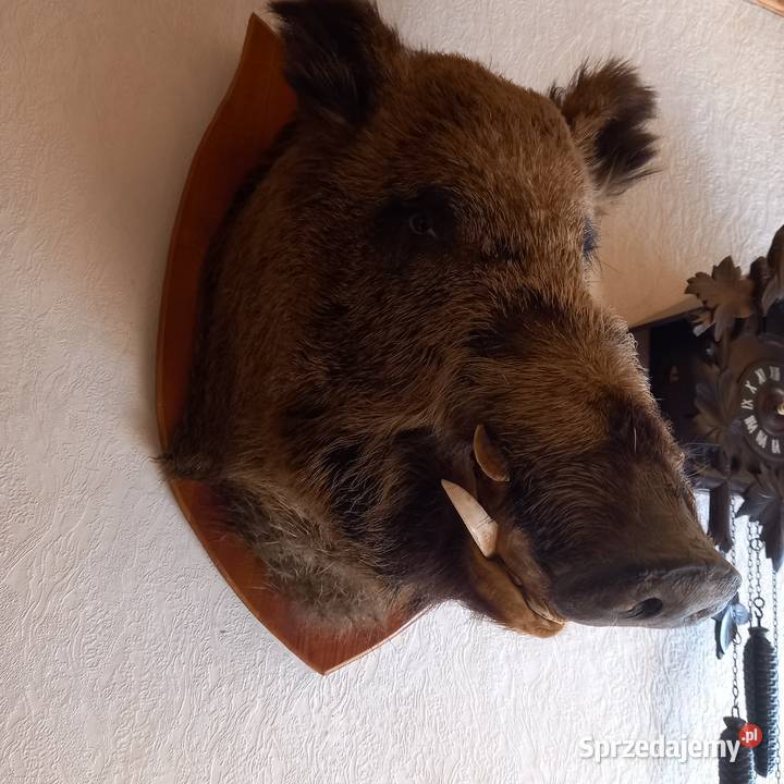 Wieniec medalion byka dzika Ostróda
