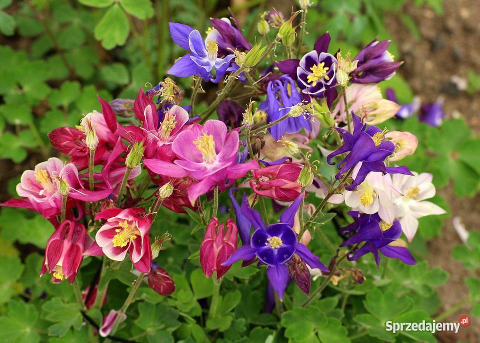 Orliki sadzonki Tarnów