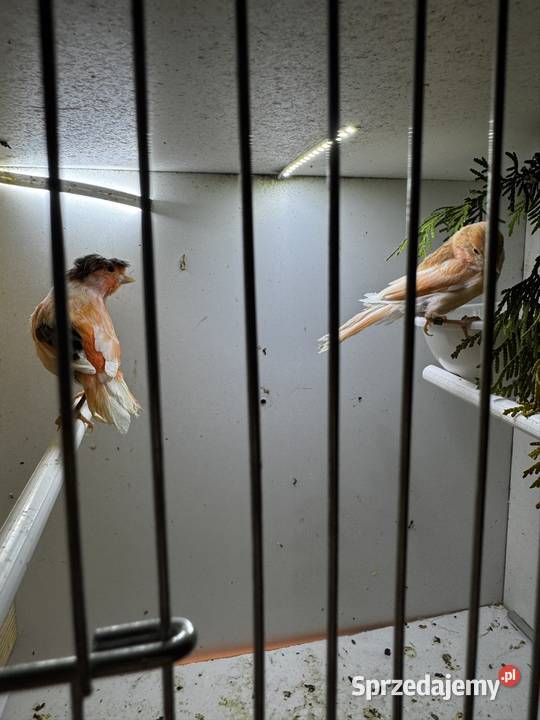 Młode Arlekiny 2026 Skała sprzedam