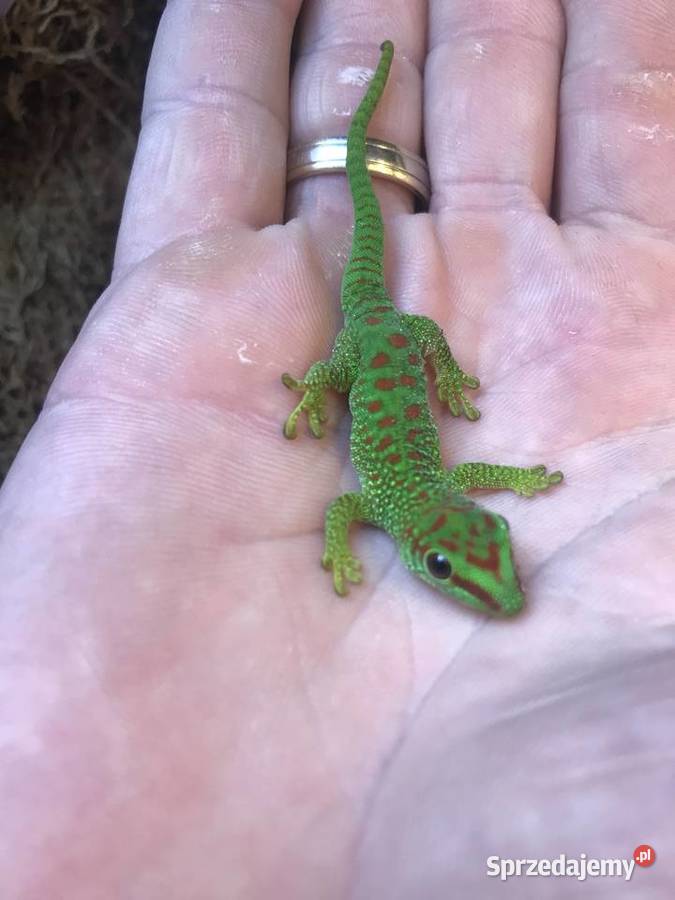 Phelsuma Felsuma madagaskarska Gady i płazy Bochnia