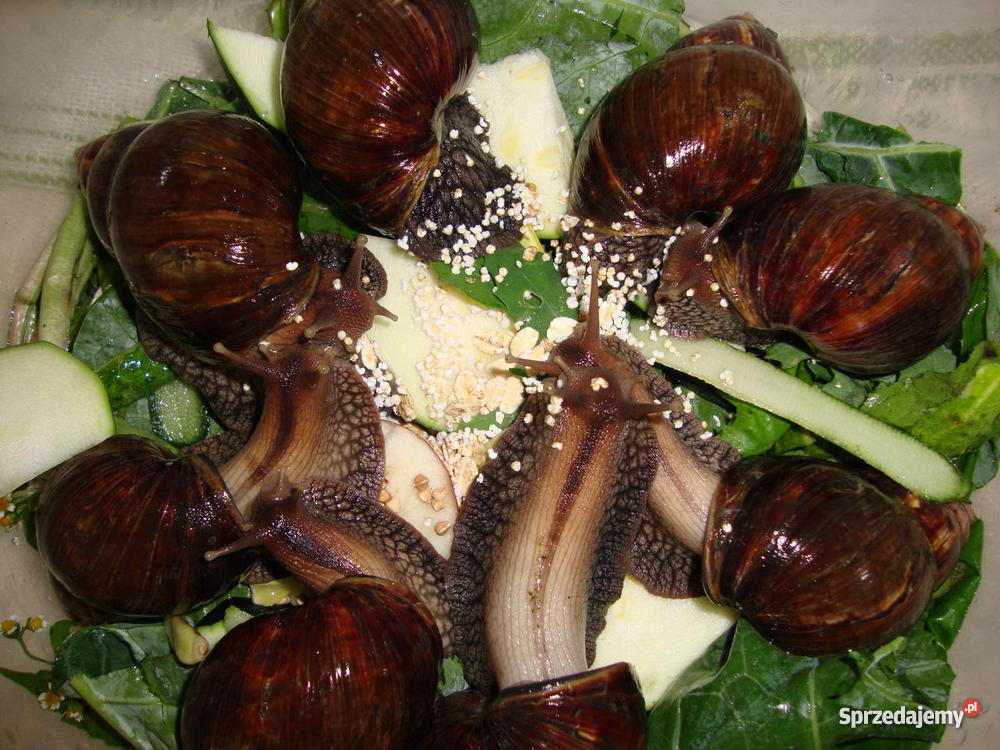 Ślimaki lądowe olbrzymy Achatina fulica
