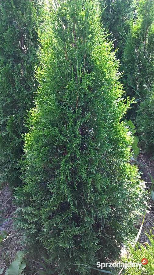 Sprzedam Plantację Żywotnik Szmaragd Żywopłot Mszczonów