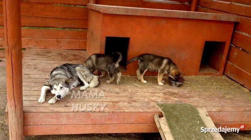 Szczeniak OWCZAREK NIEMIECKI HUSKY Warszawa Legionowo