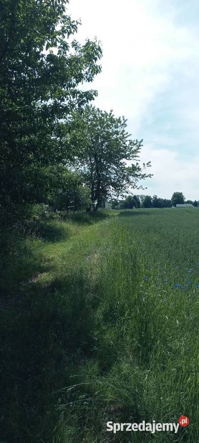 Gospodarstwo rolne działka 2ha Kowalin