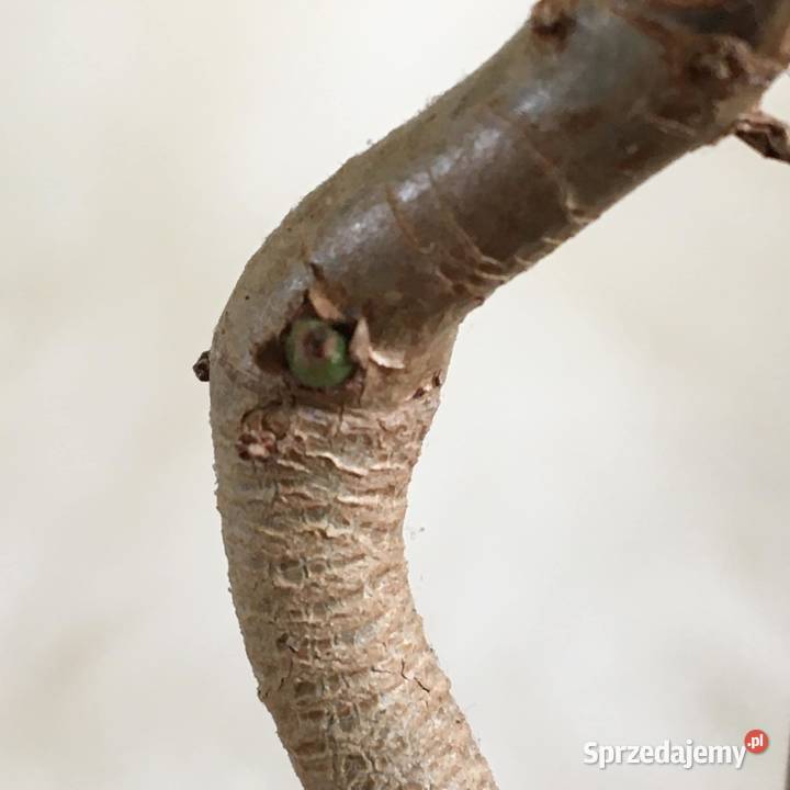 Filodendron Florida green domowa uprawa Warszawa sprzedam