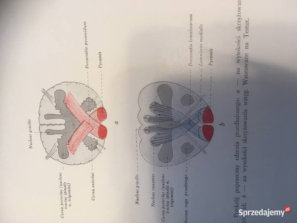 7 tomów Anatomii człowiekaunikalne wydanie Kraków