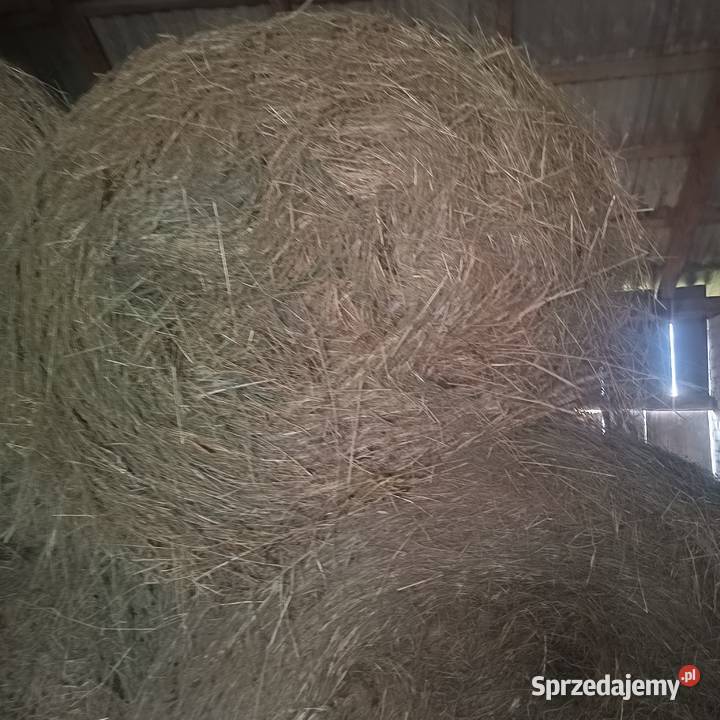 Siano w belach 2025 lubelskie Zbulitów Mały sprzedam