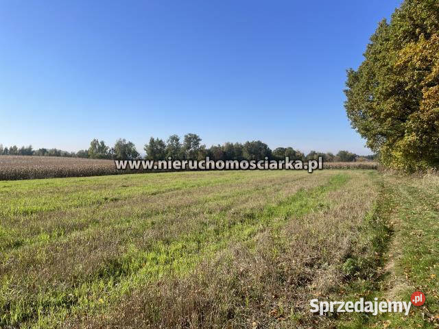 Grunt 15327m2 Syrynia 9zł/m2 Sprzedaż