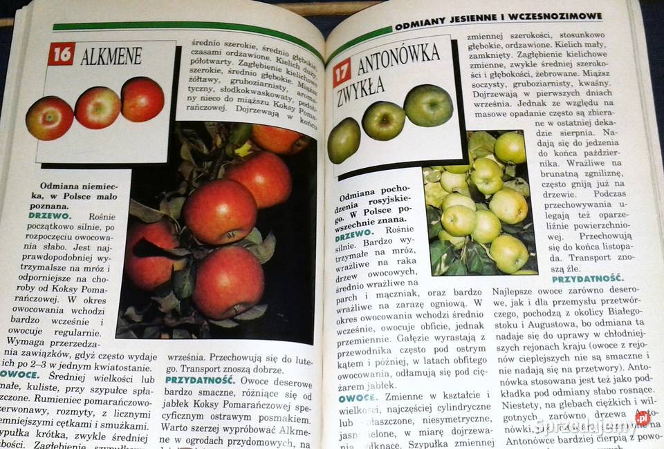 Jabłka w sadzie i kuchni Kazimierz Tomala Hanna Rok wydania 1994 lubelskie Chełm