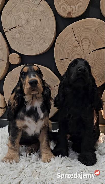 Cocker spaniel angielski