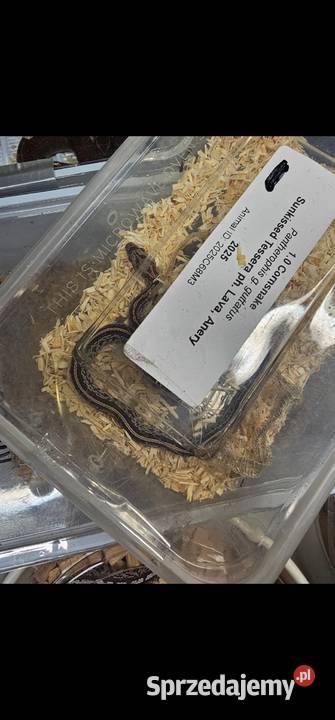 Waz zbozowy odmiany kolorystyczne mlode