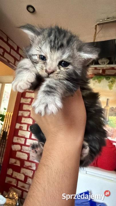 Maine Coon kocięta Starogard Gdański