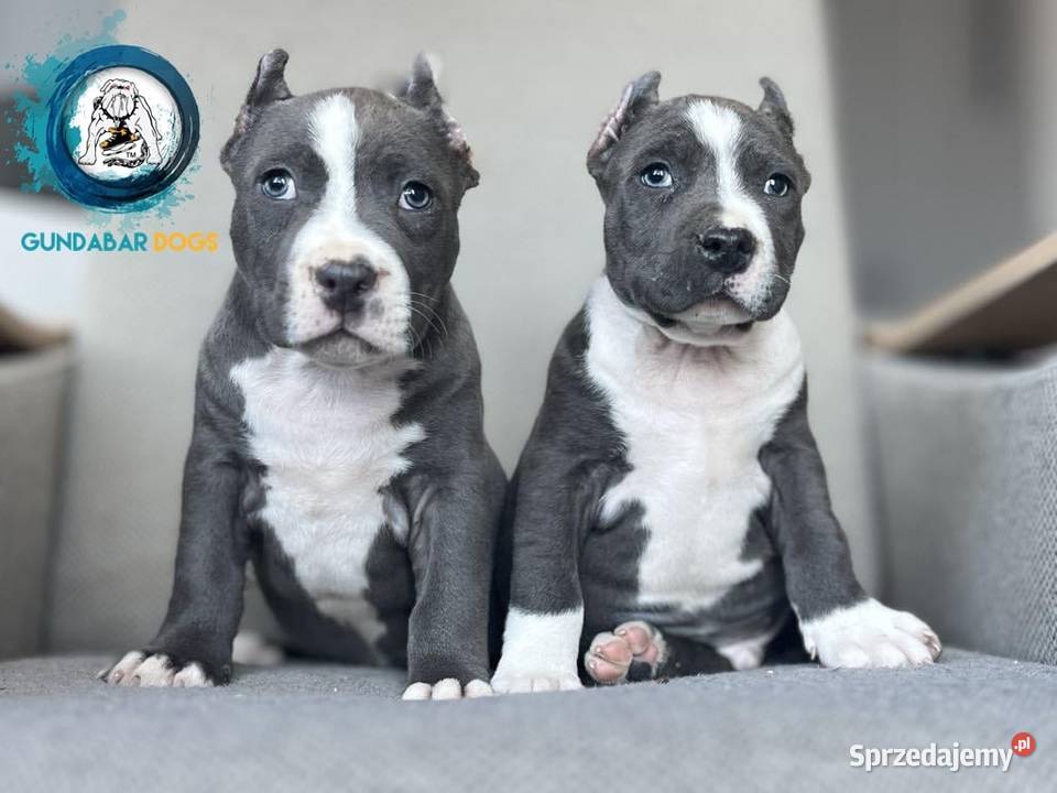 American Bully ABKC suczki Koło