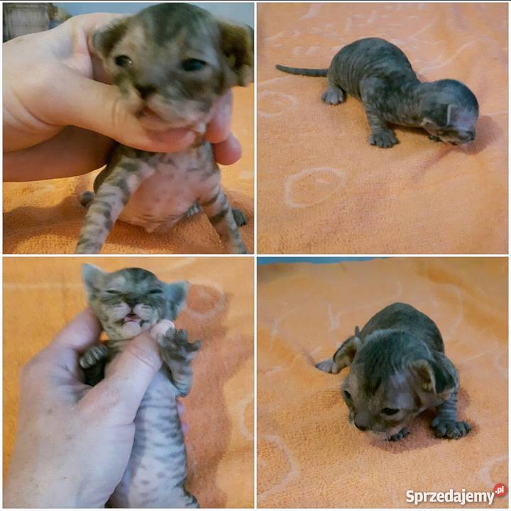 Devon Rex zapowiedź miotu Bystrzyca Kłodzka