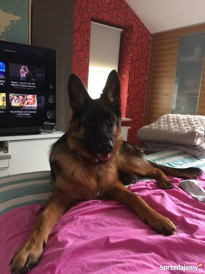 Owczarek niemiecki z rodowodem 6 miesięcy oddam Owczarek Piaseczno