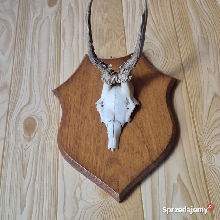 Sprzedam poroża Oborniki