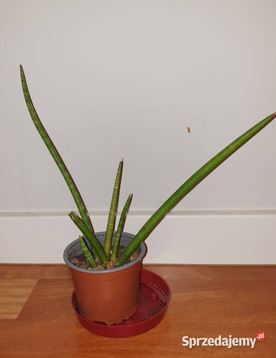 Sansewieria cylindryczna sansa wysokość 30 Warszawa