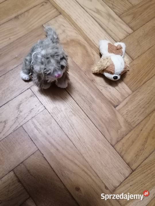 Mastoki 2 sztuki Gdańsk