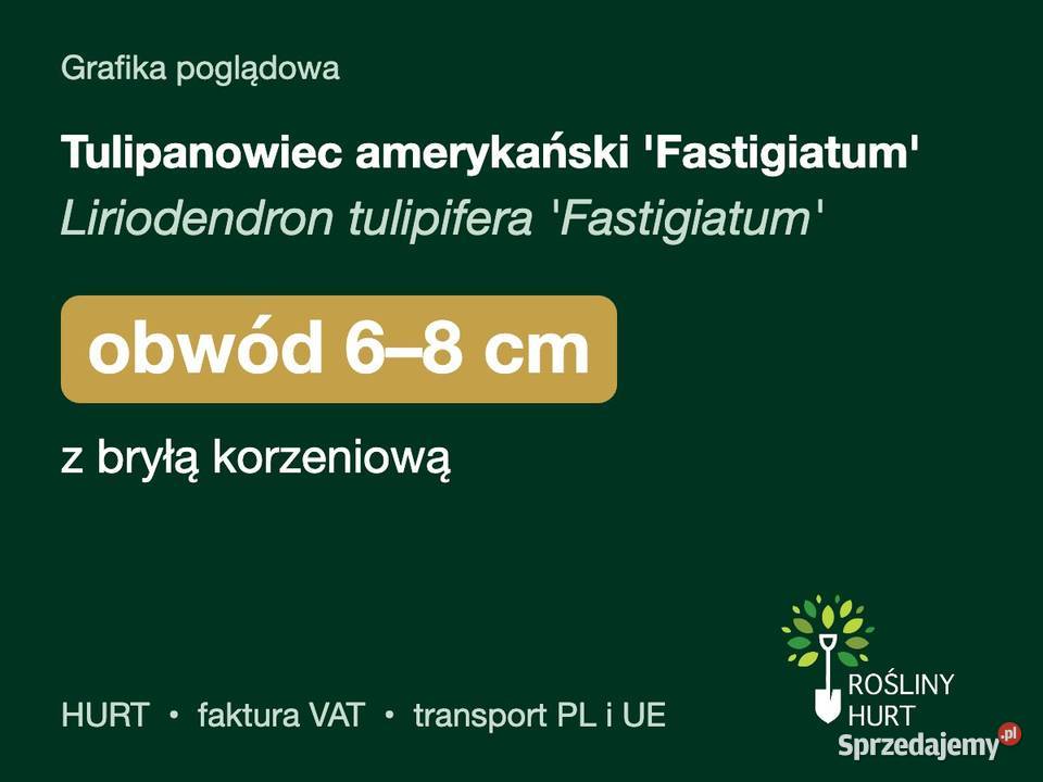 Tulipanowiec amerykański Fastigiatum obwód 68 z Liściaste