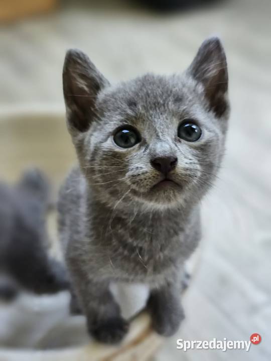 Kocurek Rosyjski Niebieski kujawsko-pomorskie Bydgoszcz