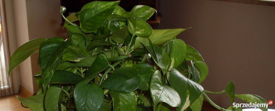 Scindapsus złotyołustek kwiat doniczkowy