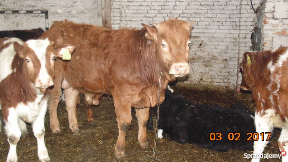 BYK LIMOUSINE 100 na zarodowego zachodniopomorskie Pyrzyce