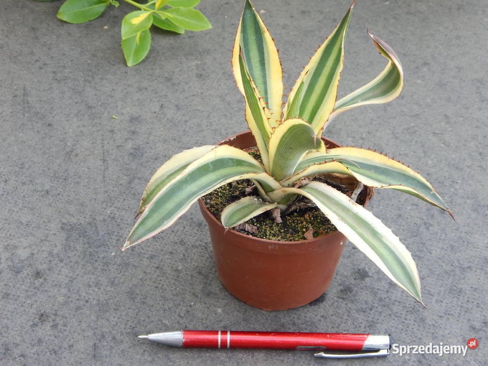 Agawa w czterech kolorach Agave lophantha małopolskie Kraków