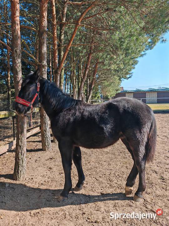 Ogierek śląski pełny papier Latino Sulmierzyce sprzedam