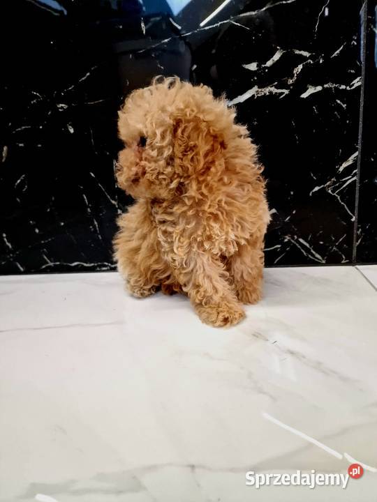 Mini pudelki toy Romeo Oreo bgenetyczne