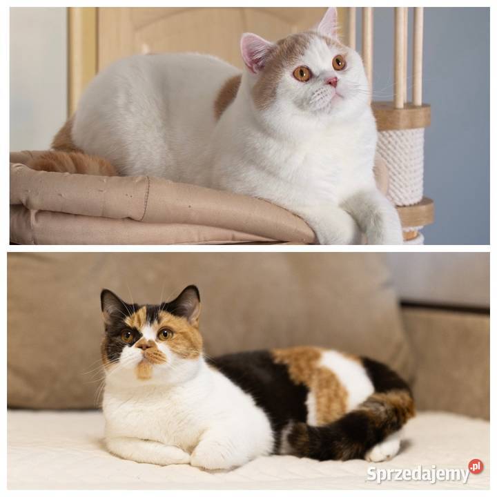 British Shorthair Kotka Chocolate Tortie