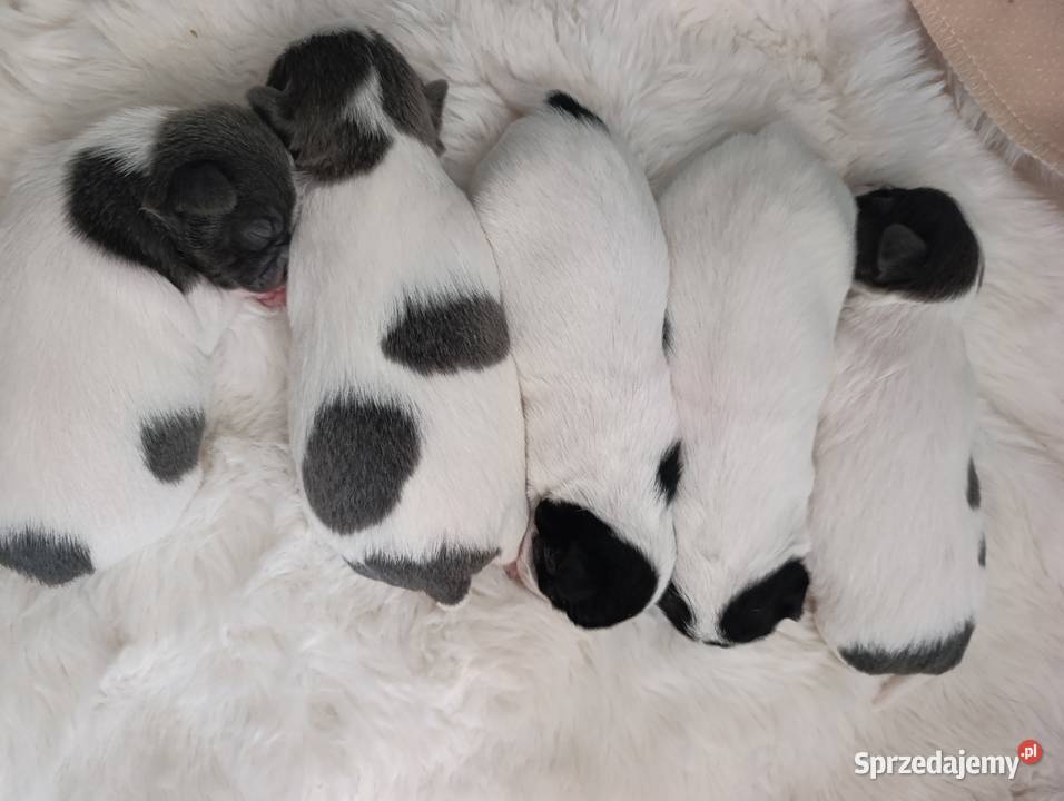 Chihuahua miniaturka zdjęcia Jacnia