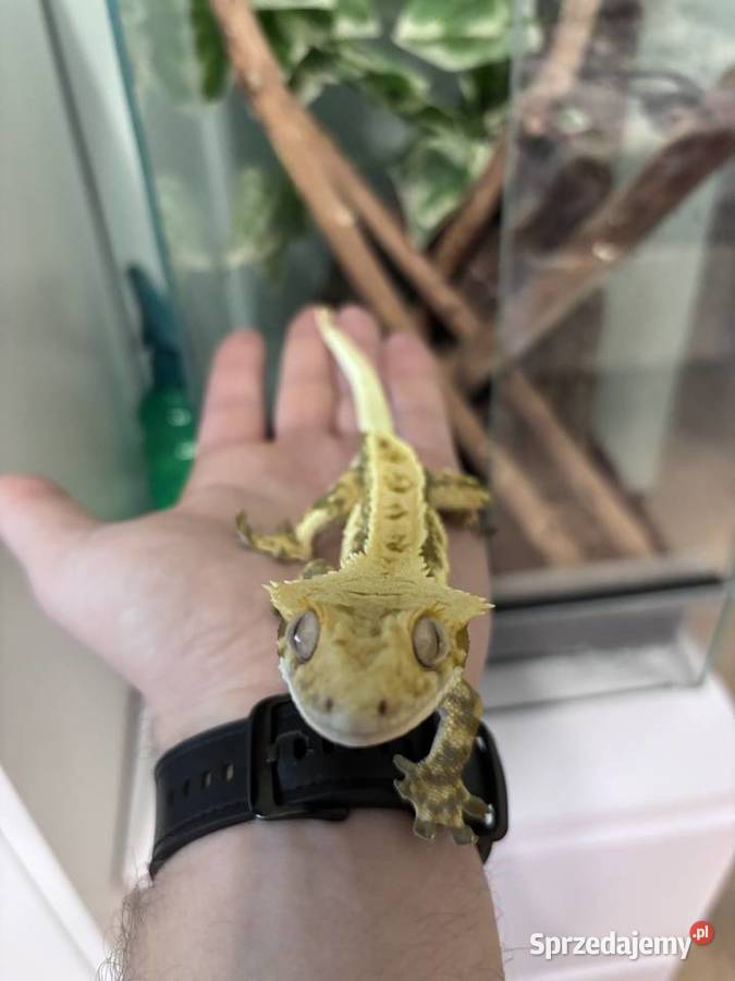Gekon orzęsiony 2 letni samiec z całym terrarium Konikowo