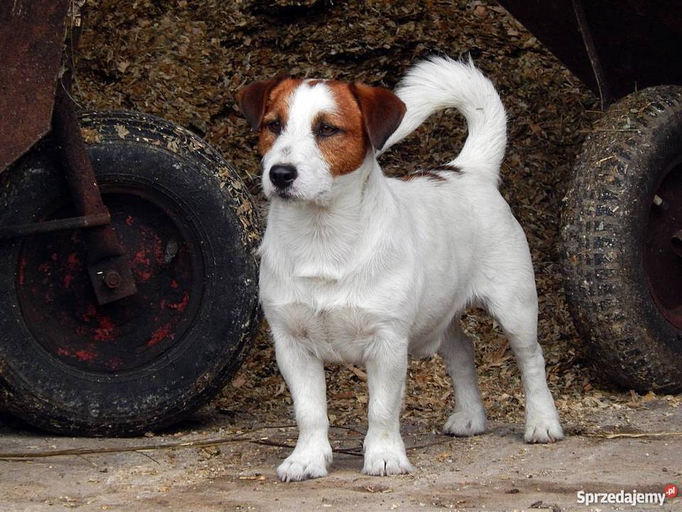 Szczenięta Jack Russell Terrier Miedze sprzedam