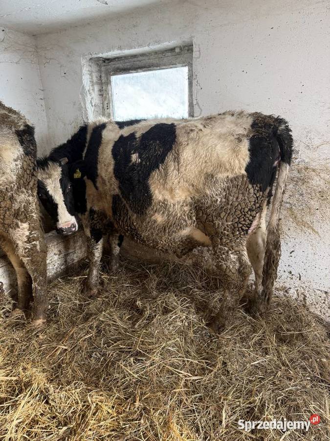 Jałowice wysokocielne Skrwilno